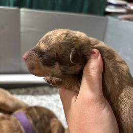 Girl 3 - Dark deadgrass female Chesapeake Bay Retriever puppy in Jacobson, Minnesota from Ball Bluff Kennel