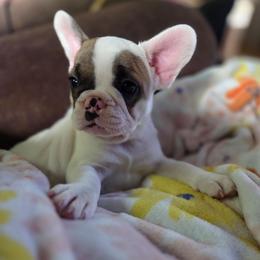 Piper - White and fawn female French Bulldog puppy in Solway, Minnesota from PcFrenchies