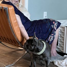 French Bulldog Puppies from GBPGENETICS