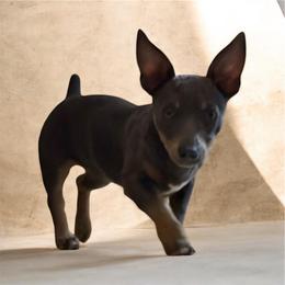 Della - Blue and white female Teddy Roosevelt Terrier puppy in Little Elm, Texas from Stone's Teddy Roosevelt Terrier's