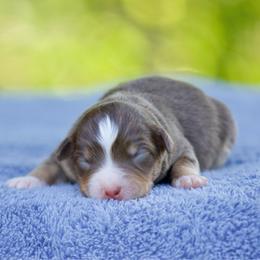 Pop - Red tri-color female Miniature American Shepherd puppy in Stephenville, Texas from Diamond H Aussies
