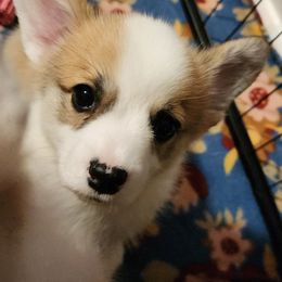 Pembroke Welsh Corgi Puppies from Corgis of Avalon