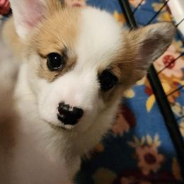 Pembroke Welsh Corgi Puppies from Corgis of Avalon