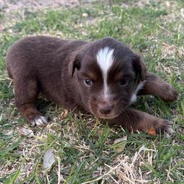 Female 2 - Red tri-color female Australian Shepherd puppy in Lubbock, Texas from REKN’ Kennel Aussies