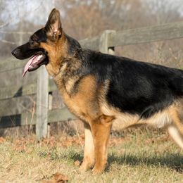 German Shepherds from Vom Haus Rabenstein