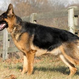 German Shepherds from Vom Haus Rabenstein