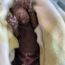 2. KELLY GREEN COLLAR BOY - Chocolate male Goldendoodle puppy in Charlo, Montana from Heavenly Hilltop Farm
