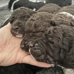 Poodle Puppies from Apricity Poodles