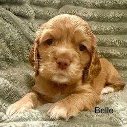 Belle - Golden female Cocker Spaniel puppy in Sumter, South Carolina from Cocker Eclipse In Home Kennel