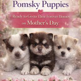 Pomsky puppies from Puppy Love Heaven