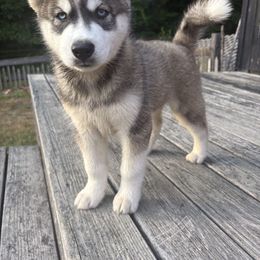 Buoy - Sable and white male Siberian Husky puppy in York, Maine from Maine Coast Huskies