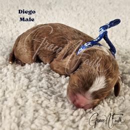 Diego - Red  male Goldendoodle puppy in Peyton, Colorado from Grace N Faith Doodles