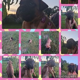 Girl 1 - Fawn female Boxer puppy in Hopkins, Michigan from Truax Farms