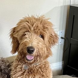 Ruby - Goldendoodle
