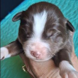 Bishop - Red tri male Miniature Australian Shepherd puppy in Copperas Cove, Texas from Aussies Acre