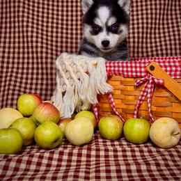 Pomsky puppies from Sun-Kissed Mountain Homestead