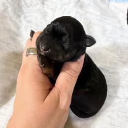 Jagger - Black and silver male Miniature Schnauzer puppy in Lufkin, Texas from C&K’s Schnauzer House