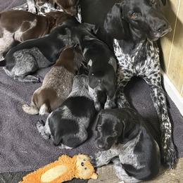 German Shorthaired Pointer Puppies from Black vermillion pointers
