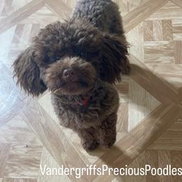 Golden Retriever and Poodle All Grown Up from Meagan Nielson’s Precious Pups