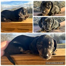 Sassy - Black and cream female Dachshund puppy in Beeville, Texas from Dee’s Denim Dachshunds