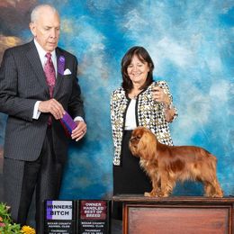 Cavalier King Charles Spaniels from Avion's Cavaliers