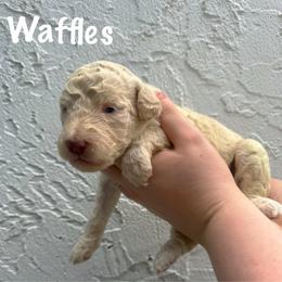 Waffles - Cream female Goldendoodle puppy in Atlantic Beach, Florida from Glamorous Golden Doodles