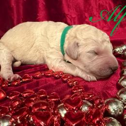 Alfie - Cream male Poodle puppy in Port Orange, Florida from Daytona’s Standard Poodles