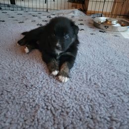 Australian Shepherd Puppies from Summit Australian Shepherds