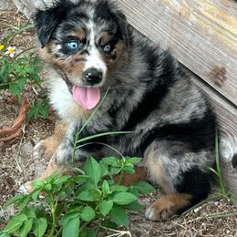 Roscoe - Blue merle male Australian Shepherd puppy in Fort Myers, Florida from U Cross Australian Shepherds
