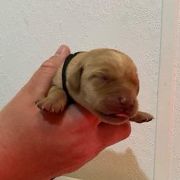 Black - Yellow male Labrador Retriever puppy in Newaygo, Michigan from Royal Oak Gundogs