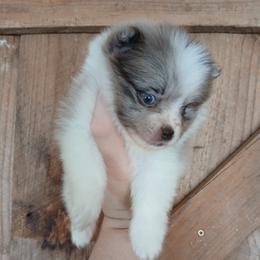 Aurora - Chocolate parti female Pomeranian puppy in Ada, Oklahoma from Once Upon A Puff