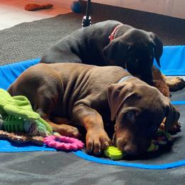 Doberman Pinscher Puppies from Jensen Dobermans