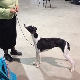 Raven - Whippet