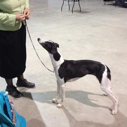Raven - Whippet