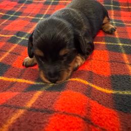 Cassie - Black and tan female Dachshund puppy in Corbin, Kentucky from Doxie Dapples