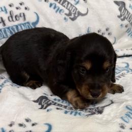 Male 3 - Black and tan male Dachshund puppy in Winton, North Carolina from Parker’s all American Doxies