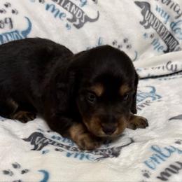 Male 3 - Black and tan male Dachshund puppy in Winton, North Carolina from Parker’s all American Doxies
