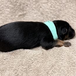 Seafoam Green collar - Black and red female German Shepherd puppy in Yelm, Washington from Squires Farm and Ranch, Vom Haus Squires