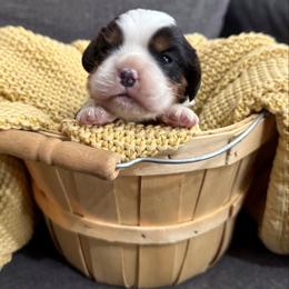 AKC- Tri Male - Tri-color male Cavalier King Charles Spaniel puppy in Raymondville, Missouri from Puppy PlayPen