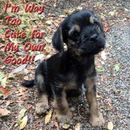 Border Terrier Puppies from Silli's Border Terriers