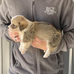 Maddy - Male 1 - Fawn male Pembroke Welsh Corgi puppy in Jefferson, South Carolina from Blue Creek Farms
