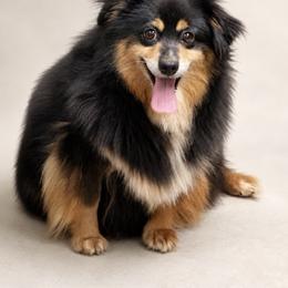 Dora - Toy Australian Shepherd
