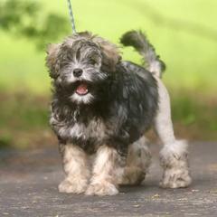 Lowchen Puppies from Earnest Kennel