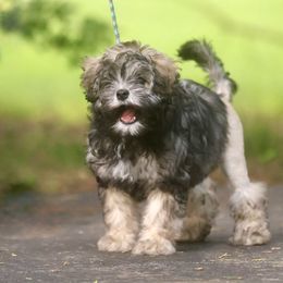 Lowchen Puppies from Earnest Kennel