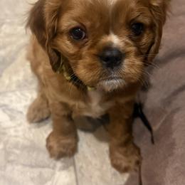 Thorn Ridge - Ruby male Cavalier King Charles Spaniel puppy in Ridgeville, South Carolina from Misty Meadow Cavaliers