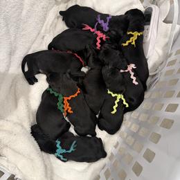 Black Female 2 - Black female Labrador Retriever puppy in Gainesville, Georgia from Rucker Retrievers