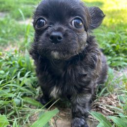 Petey - Black male Chihuahua puppy in Coweta, Oklahoma from Green Country Chihuahuas