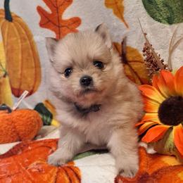 LITTLE PEANUT 1 - Blue sable male Pomeranian puppy in Lore City, Ohio from Tonia's Pomeranians