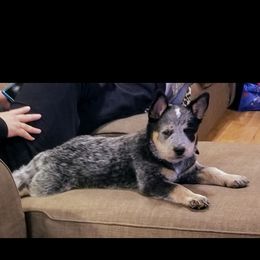 Australian Cattle Dog Puppies from Buffalo Valley AKC Australian Cattle Dogs