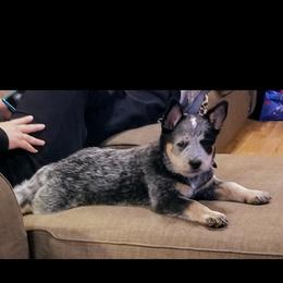 Australian Cattle Dog Puppies from Buffalo Valley AKC Australian Cattle Dogs